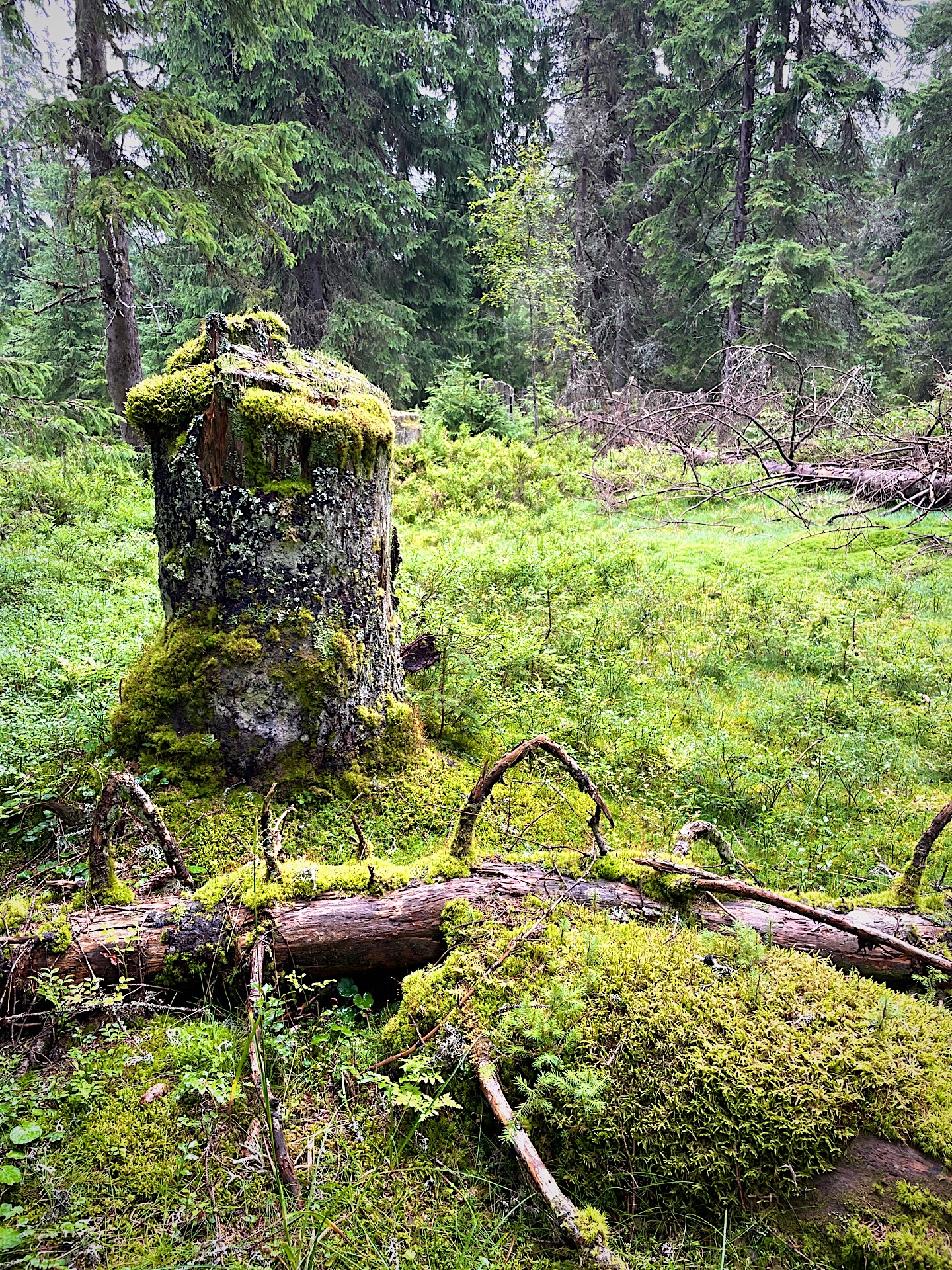 Mossy forest stump