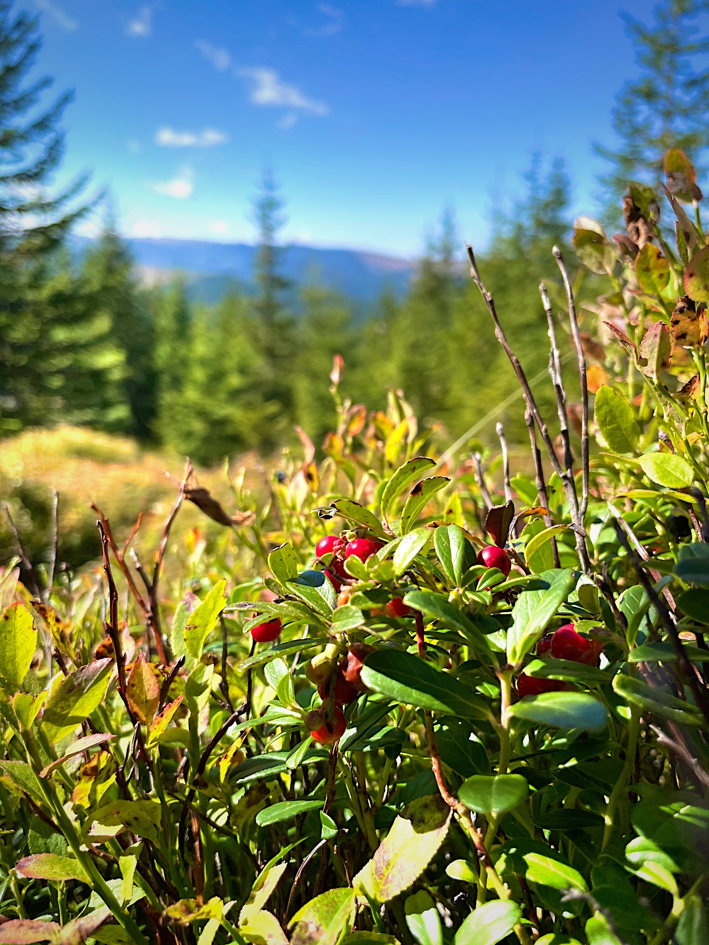 Summer mountain landscape near Cranberry Cabin