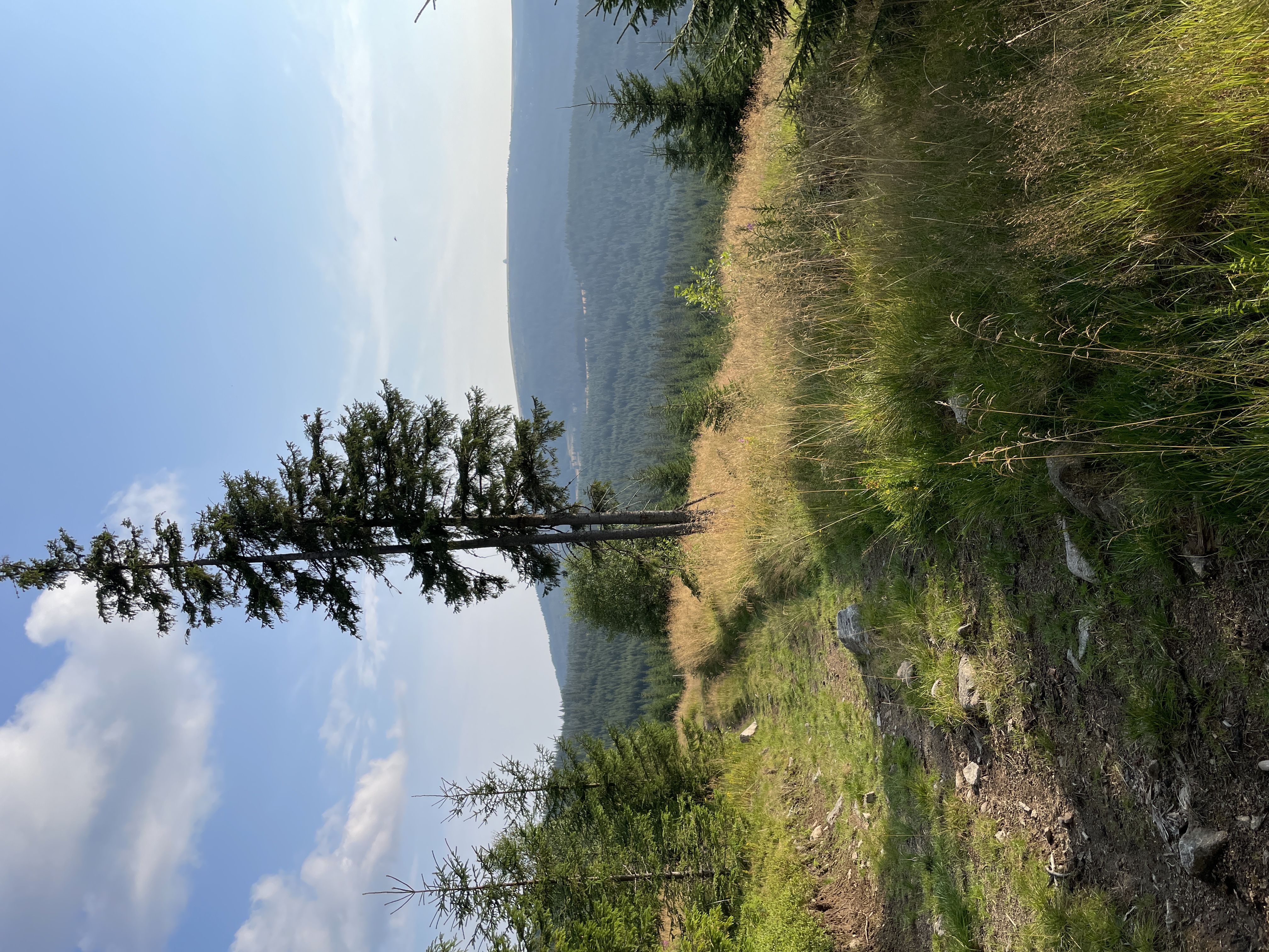Mountain view with pine tree